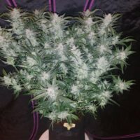 fastbuds mexican airlines