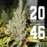 2046 medical seeds