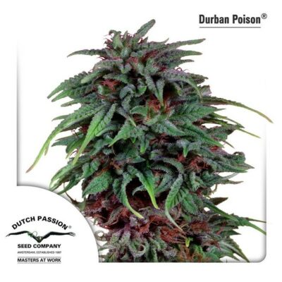 durban poison