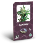 black domina sensi seeds