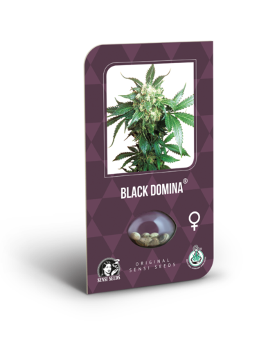 black domina sensi seeds