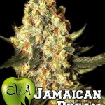 jamaican dream