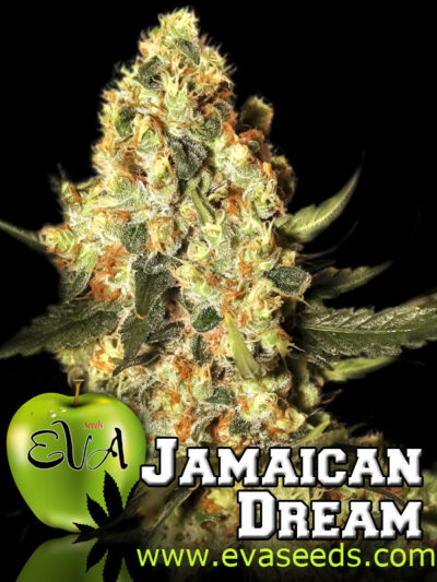 jamaican dream