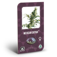 mexican sativa sensi seeds