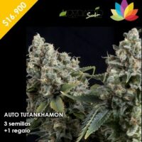 auto tutankhamon