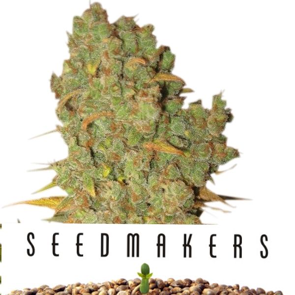 Purple Bud Semillas Auto de White Label – Sensi Seeds