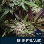 Auto Blue Pyramid