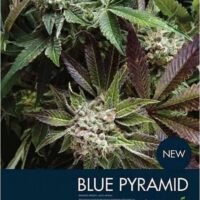 Auto Blue Pyramid