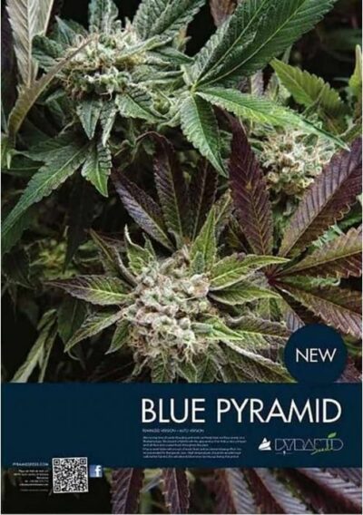 Auto Blue Pyramid