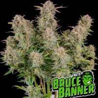 bruce banner auto