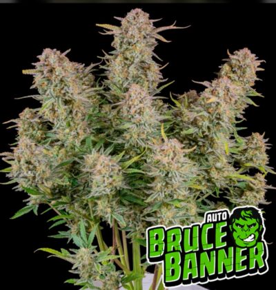 bruce banner auto