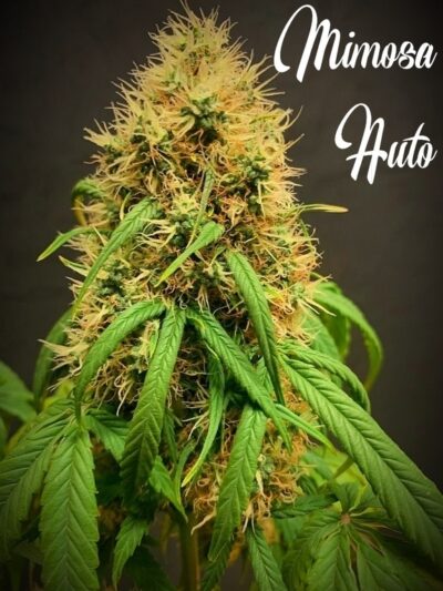 mimosa auto