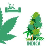 Las más indicas