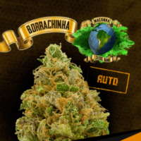 Maconha Seeds Auto