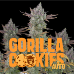 gorilla cookies auto fastbuds