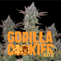 gorilla cookies auto fastbuds