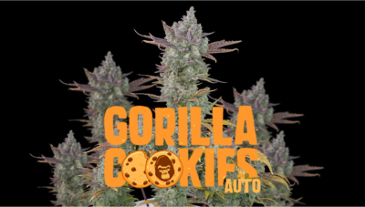 gorilla cookies auto fastbuds