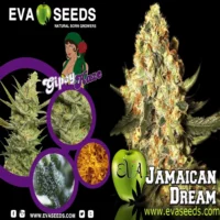 jamaican dream eva seeds