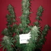 comprar-semillas-white-widow