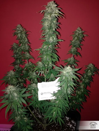 comprar-semillas-white-widow