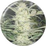 white widow medical seeds