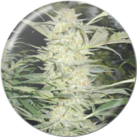 white widow medical seeds