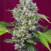 sweet seeds sativa