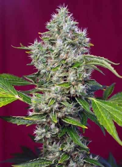 sweet seeds sativa