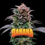 gorilla banana 12 semillas