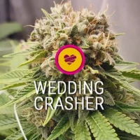 wedding crasher