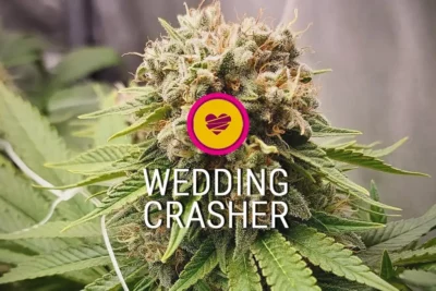 wedding crasher