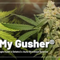 oh my gusher auto