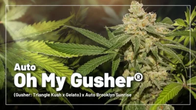 oh my gusher auto