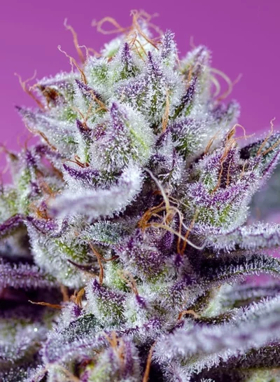 Diablo’s Delight XL Auto Sweet Seeds - Imagen 2