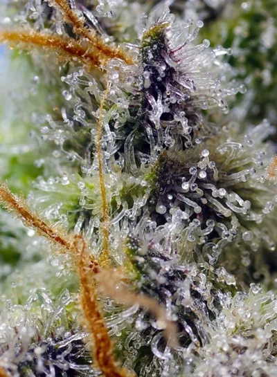Mental Rainbow F1 Sweet Seeds - Imagen 2