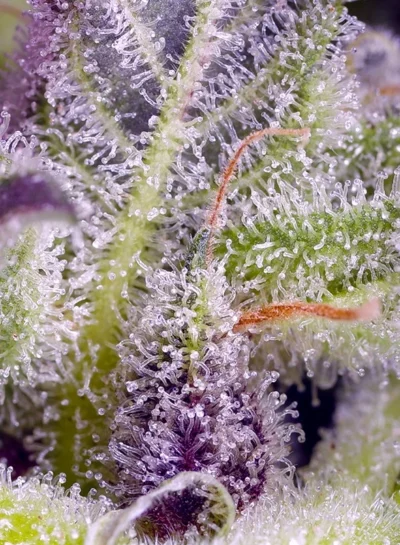 Monster Maker Sweet Seeds - Imagen 2