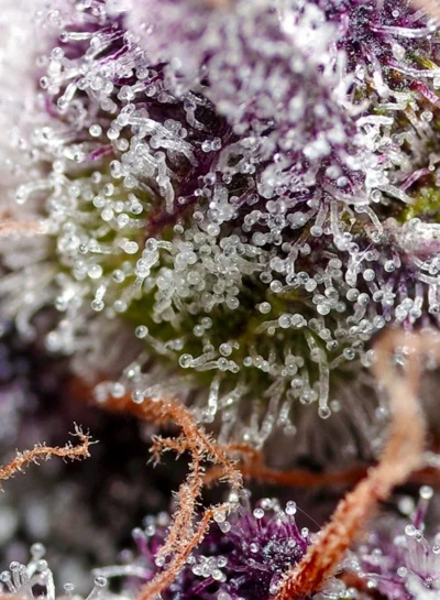 Studio 54 Stardust Auto Sweet Seeds - Imagen 2