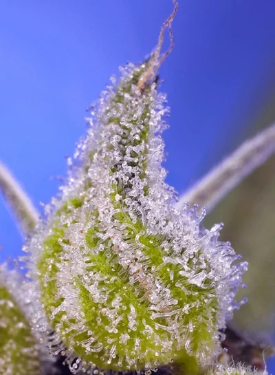 Permanent Jealousy XL Auto Sweet Seeds - Imagen 2