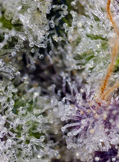 Piñeapple Slush XL Auto Sweet Seeds - Imagen 2