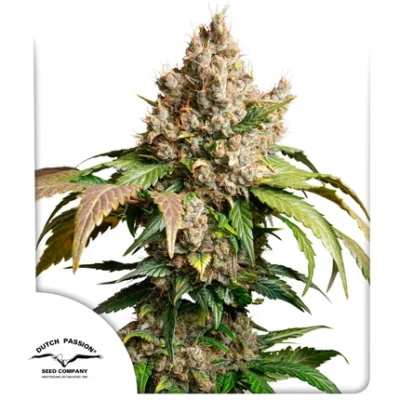 Auto Red Tropicana Cookies Dutch Passion x3 - Imagen 2