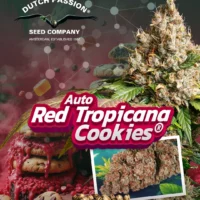 auto red tropicana cookies
