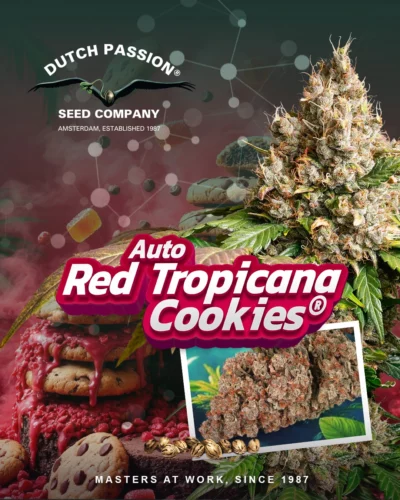 auto red tropicana cookies