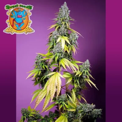 Jet Fuel Mandarine XL Auto Sweet Seeds 3+1 - Imagen 2
