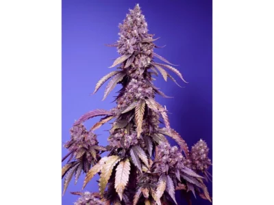 sweet seeds 2025