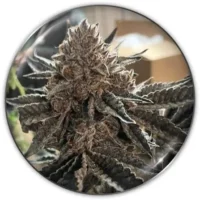 Chocogas Medical Seeds x3